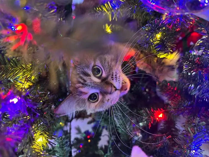 Example : My Cat Got In The Christmas Tree And Got Mad When I Tried To Get Her Out