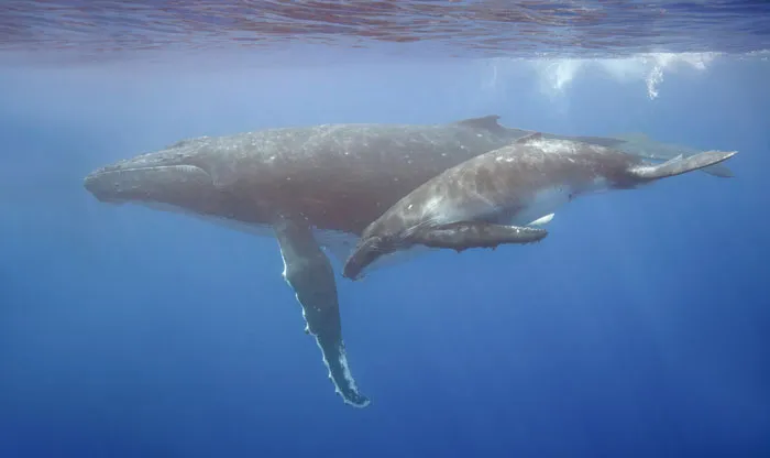 Humpback Whale