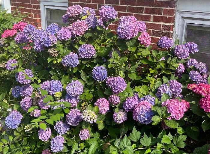 My Hydrangeas...7 In A Row Along The Back Of My House.  They Bloom Like This Every Year For Months!