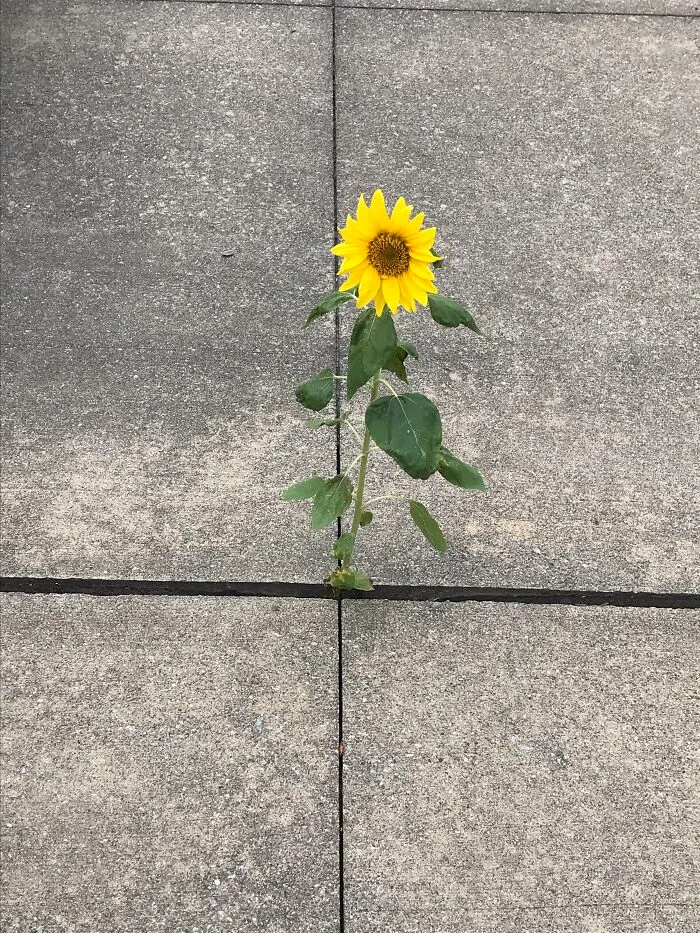 Nature Wins