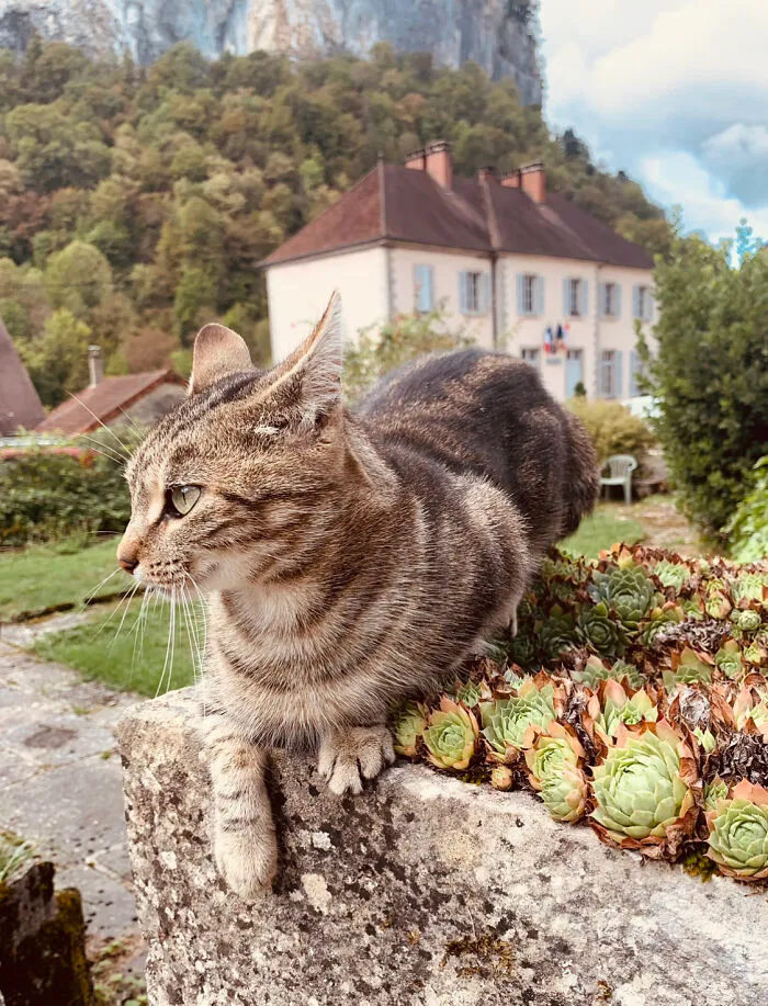 I Took 3 Cat Photos