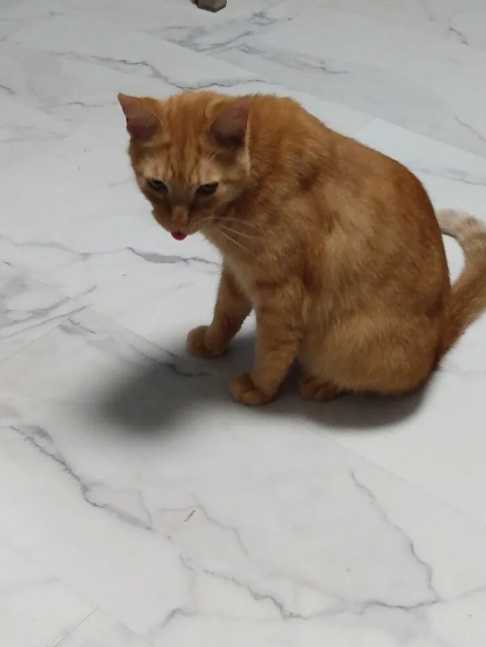 Behold! The Blep