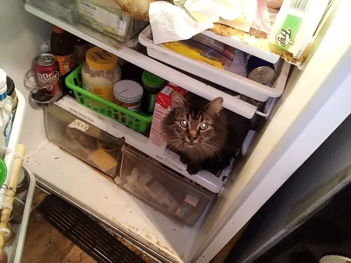 Someone Told Goober There Was Chicken In The Fridge