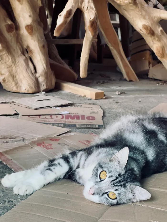 I Took 3 Cat Photos