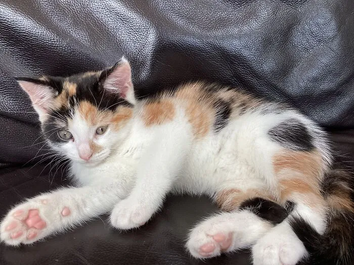 New Kitten