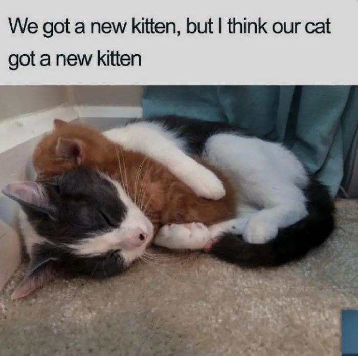 Meow