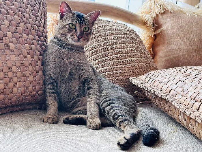 I Took 3 Cat Photos