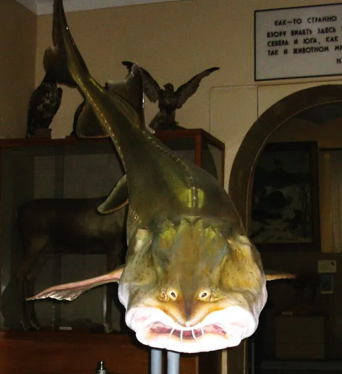 Kaluga (Fish)
