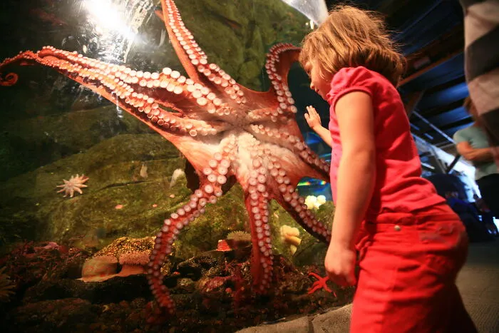 Giant Pacific Octopus