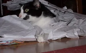 Hey Pandas, Please Post The Weirdest Pic Of Your Cat