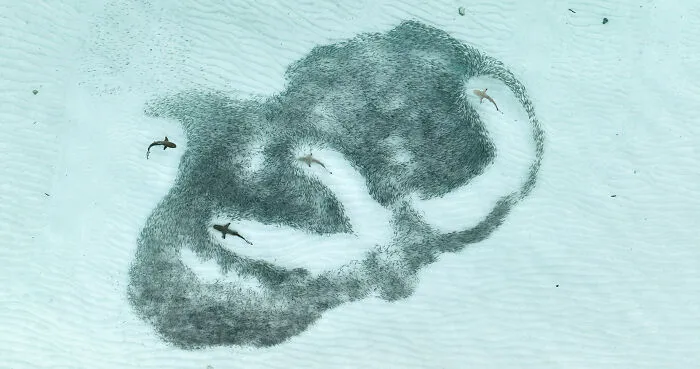 Winner In Animal Behavior: "Sharks In School" By Angela Albi And August Paula