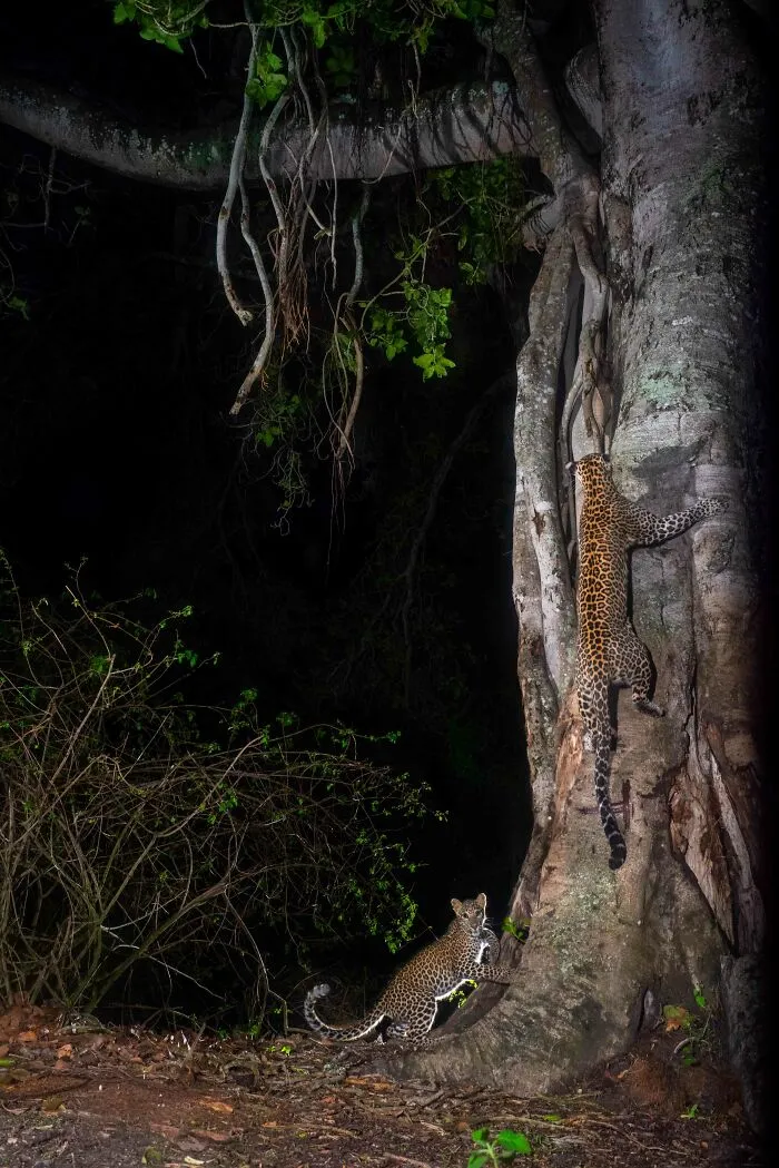Winner In Animal Portraits: "Tree Huggers" By Pruthvi B