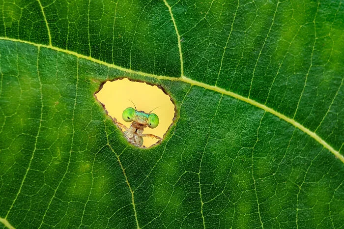 Winner In Young Photographer: "Through The Looking Leaf" By Salahuddin Ahmed
