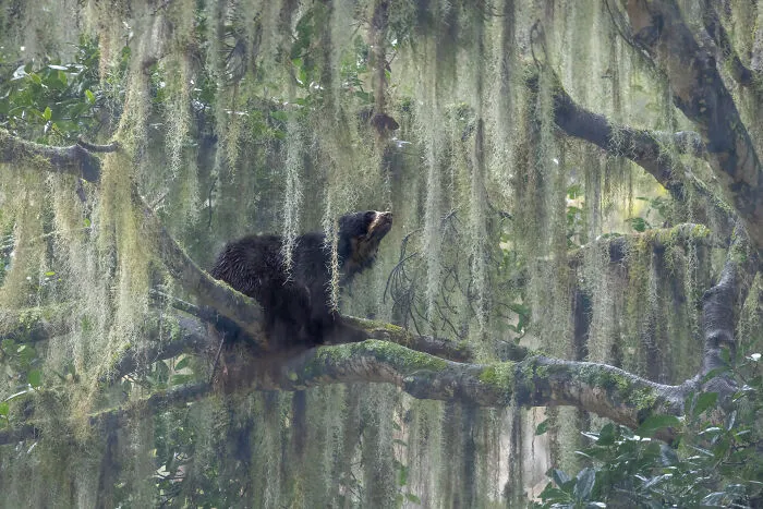 Winner In Wildscape & Animals In Their Habitat: "He Looks To The Heavens" By Jacquie Matechuk