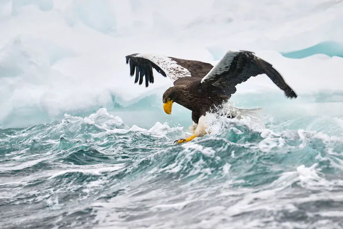 Runner-Up In Animal Portraits: "On Thin Ice" By Philippe Ricordel