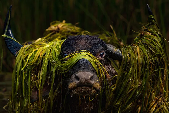 Runner-Up In Animal Portraits: "Crowned By Nature" By Prashanthan Yogendranathan