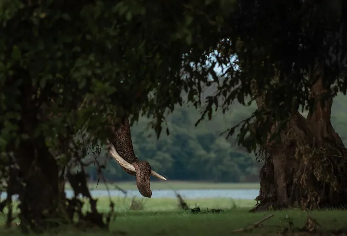 Runner-Up In Young Photographer: "Who’s There?" By Danuja Palihawadana Arachchi