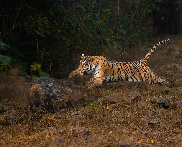 Special Mention In Animal Behavior: "The Final Act" By Anirudh Laxmipathy