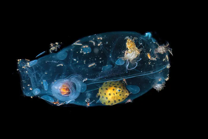 Special Mention In Animal Behavior: "Drifting Universe" By Massimo Giorgetta
