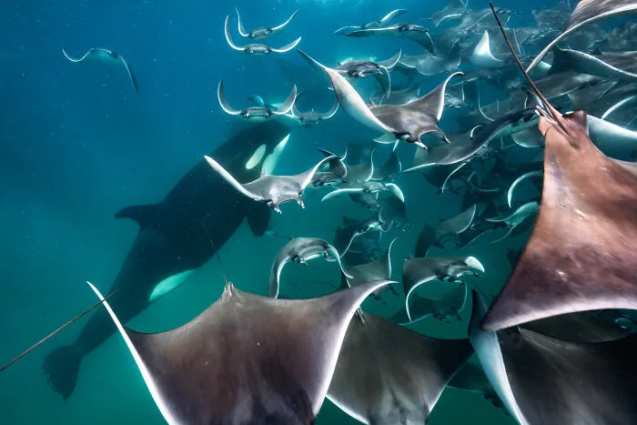 Special Mention In Animal Behavior: "Time To Run" By Merche Llobera