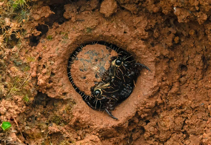 Special Mention In Animal Portraits: "Beneath The Surface" By Amith Kiran Menezes
