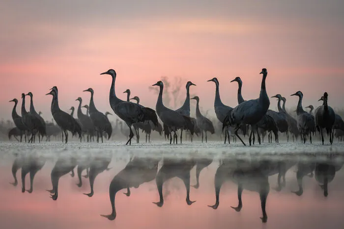 Special Mention In Animal Portraits: "Symmetry" By Lukasz Gwizdziel