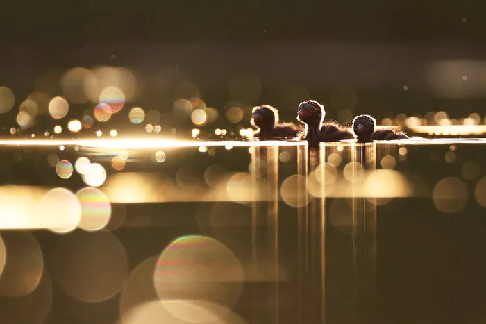 Special Mention In Young Photographer: "Golden Drift" By Jomtup Charoenlapnumchai
