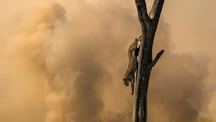 Special Mention In Young Photographer: "Escaping The Smoke" By Seyan Hirani