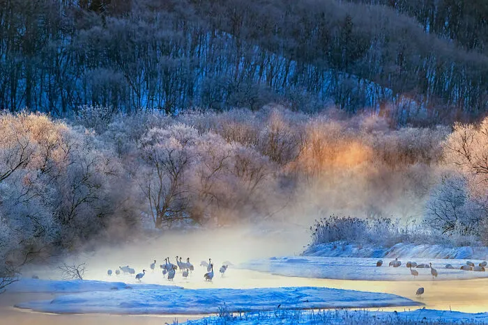 Special Mention In Wildscape & Animals In Their Habitat: "Misty Morning" By Hira Punjabi