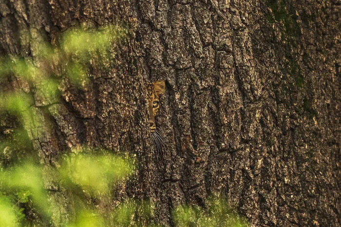 Special Mention In Wildscape & Animals In Their Habitat: "The Watchful Hunter" By Prashanthan Yogendranathan