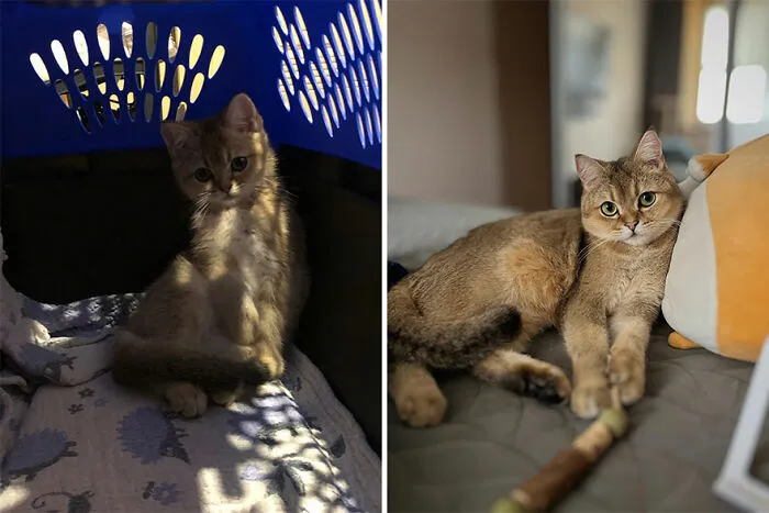 30 Wholesome Pics Of Kittens Growing Into Cats, As Shared On The “Cat Grows” Group (New Pics)