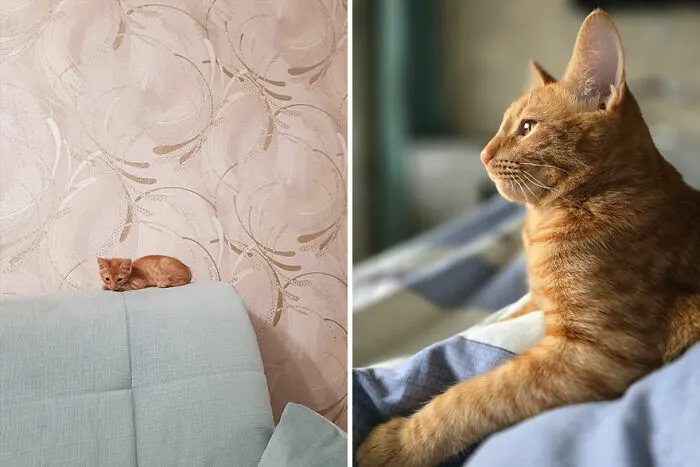 30 Wholesome Pics Of Kittens Growing Into Cats, As Shared On The “Cat Grows” Group (New Pics)