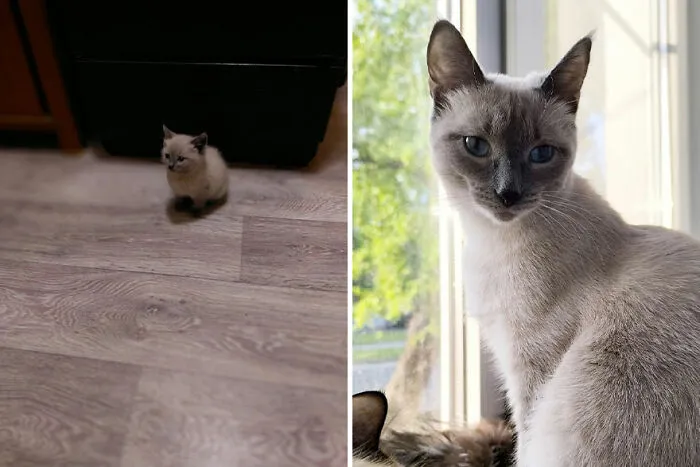 30 Wholesome Pics Of Kittens Growing Into Cats, As Shared On The “Cat Grows” Group (New Pics)