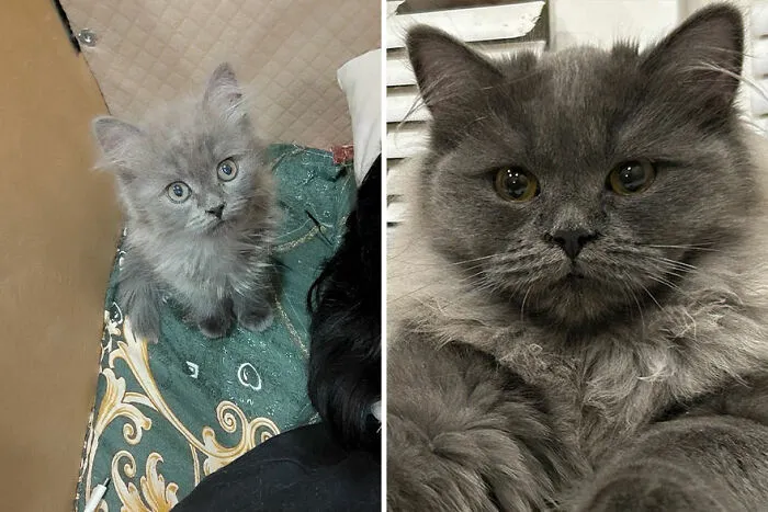 30 Wholesome Pics Of Kittens Growing Into Cats, As Shared On The “Cat Grows” Group (New Pics)