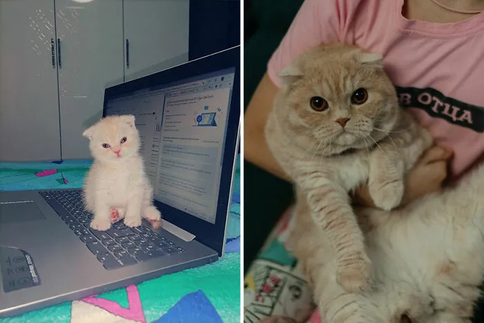 30 Wholesome Pics Of Kittens Growing Into Cats, As Shared On The “Cat Grows” Group (New Pics)