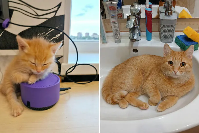 30 Wholesome Pics Of Kittens Growing Into Cats, As Shared On The “Cat Grows” Group (New Pics)