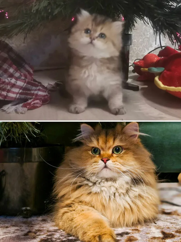 30 Wholesome Pics Of Kittens Growing Into Cats, As Shared On The “Cat Grows” Group (New Pics)