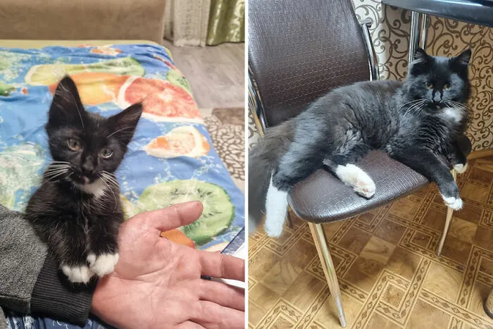 30 Wholesome Pics Of Kittens Growing Into Cats, As Shared On The “Cat Grows” Group (New Pics)