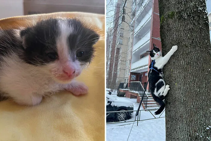 30 Wholesome Pics Of Kittens Growing Into Cats, As Shared On The “Cat Grows” Group (New Pics)