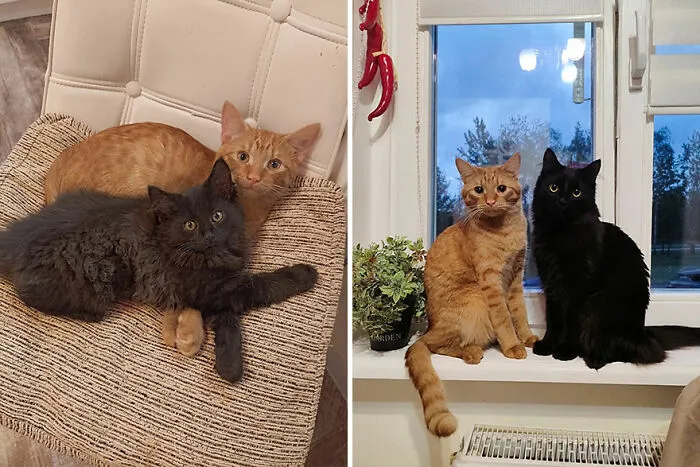 30 Wholesome Pics Of Kittens Growing Into Cats, As Shared On The “Cat Grows” Group (New Pics)