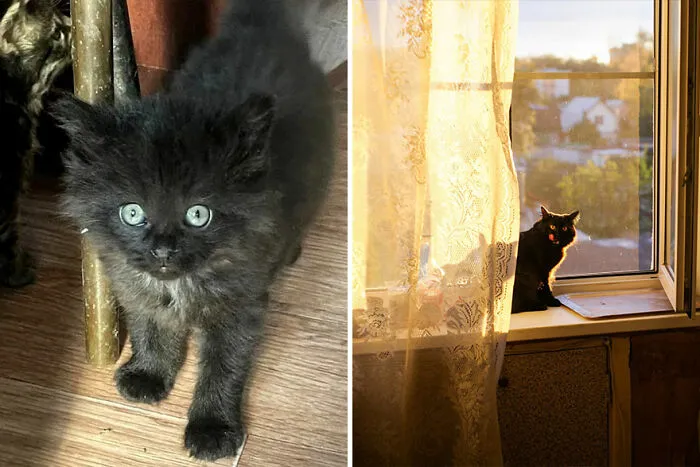 30 Wholesome Pics Of Kittens Growing Into Cats, As Shared On The “Cat Grows” Group (New Pics)