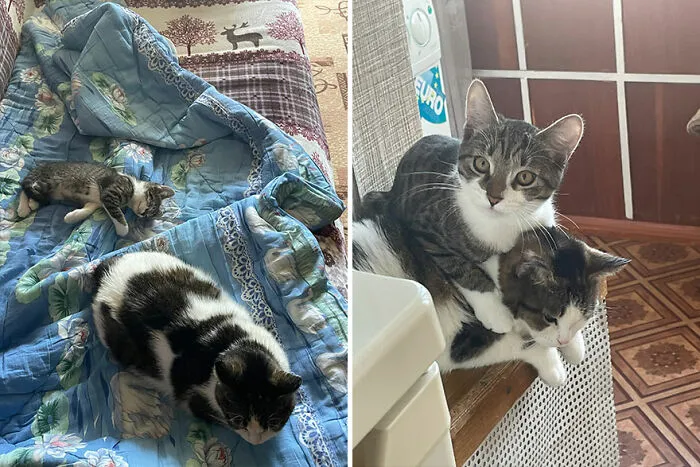 30 Wholesome Pics Of Kittens Growing Into Cats, As Shared On The “Cat Grows” Group (New Pics)