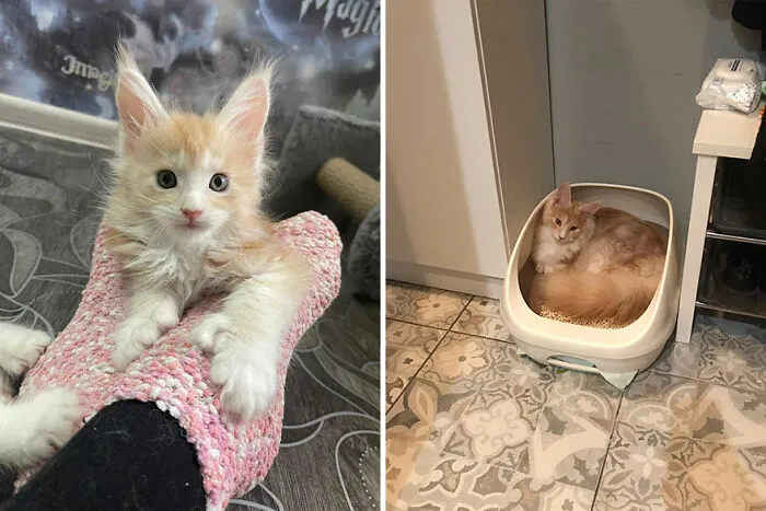 30 Wholesome Pics Of Kittens Growing Into Cats, As Shared On The “Cat Grows” Group (New Pics)