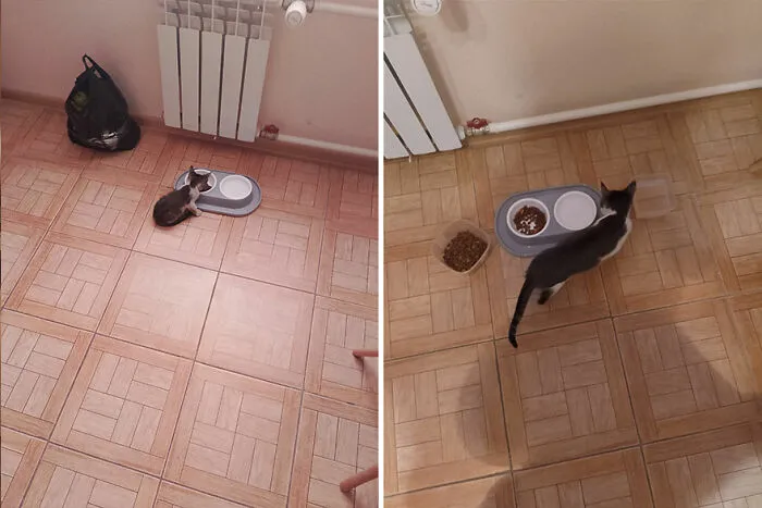 30 Wholesome Pics Of Kittens Growing Into Cats, As Shared On The “Cat Grows” Group (New Pics)