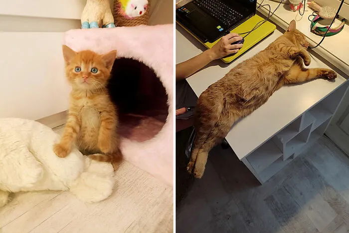 30 Wholesome Pics Of Kittens Growing Into Cats, As Shared On The “Cat Grows” Group (New Pics)