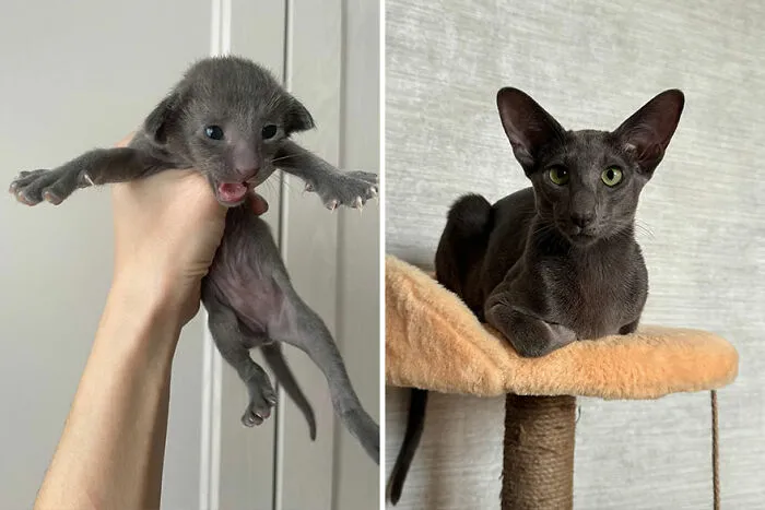 30 Wholesome Pics Of Kittens Growing Into Cats, As Shared On The “Cat Grows” Group (New Pics)