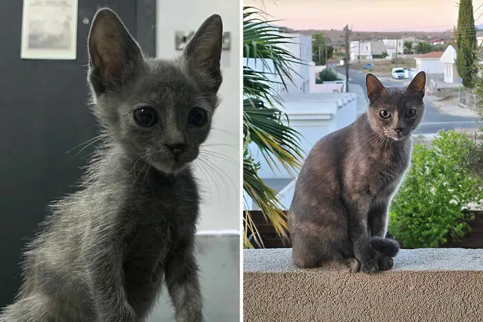 30 Wholesome Pics Of Kittens Growing Into Cats, As Shared On The “Cat Grows” Group (New Pics)