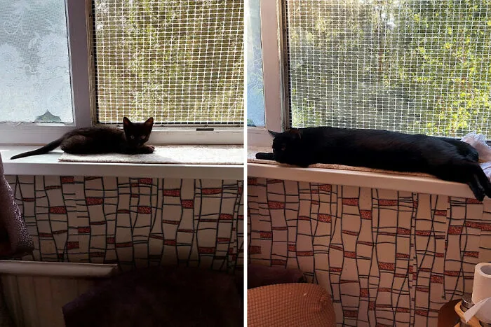 30 Wholesome Pics Of Kittens Growing Into Cats, As Shared On The “Cat Grows” Group (New Pics)