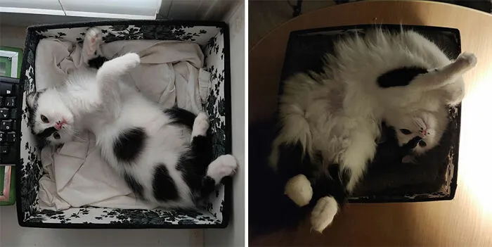 30 Wholesome Pics Of Kittens Growing Into Cats, As Shared On The “Cat Grows” Group (New Pics)