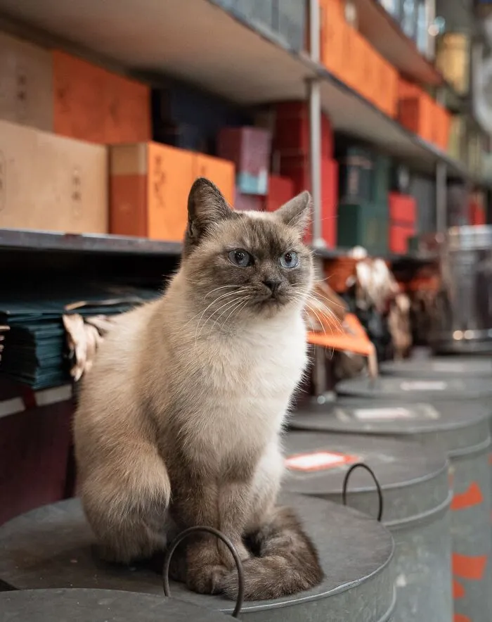 Urban cat sitting on a metal container in a shop, surrounded by colorful boxes.